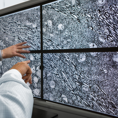 Zdjęcie czterech ekranów przedstawiających obrazy wykonane za pomocą mikroskopu ZEISS MultiSEM. 