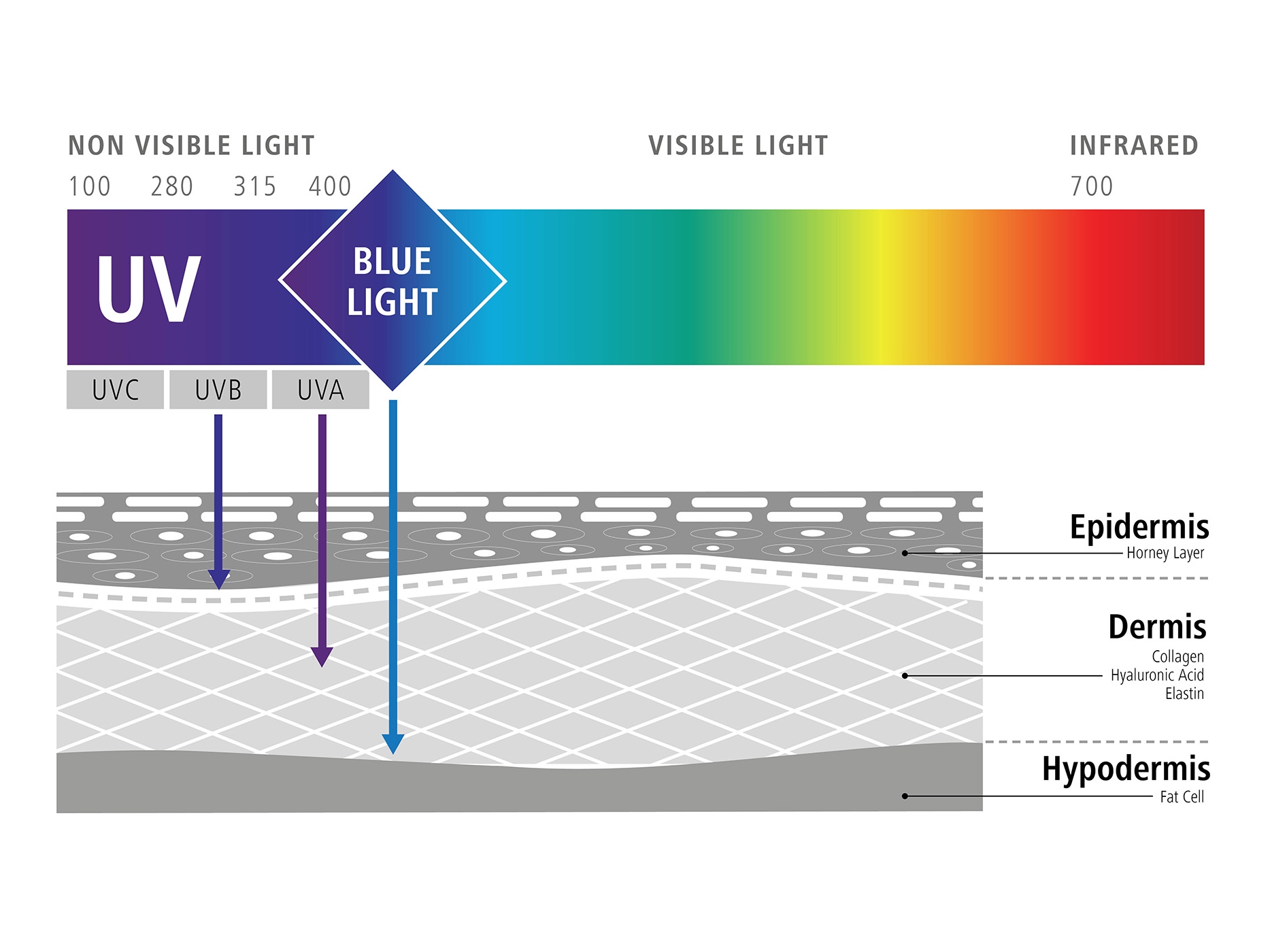 Ilustracja graficzna wpływu niebieskiego światła na nasze komórki (negatywny wpływ niebieskiego światła) 